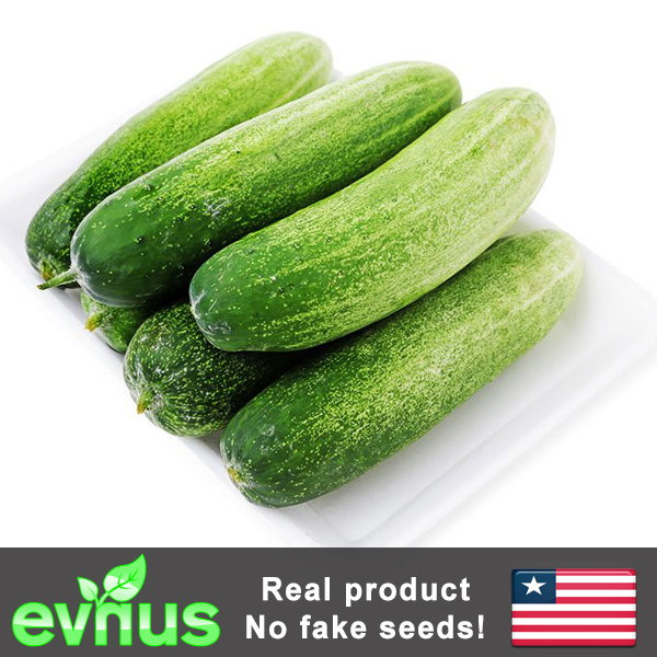 Cucumber Seed Evnus