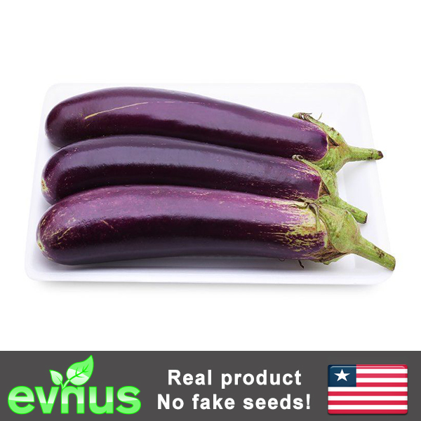 Purple Eggplant Seed Evnus